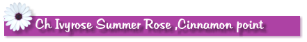 Ch Ivyrose Summer Rose ,Cinnamon point