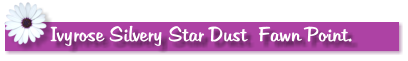 Ivyrose Silvery Star Dust  Fawn Point.